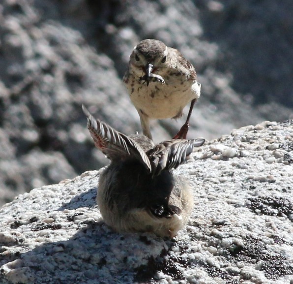 American Pipit - ML31426851