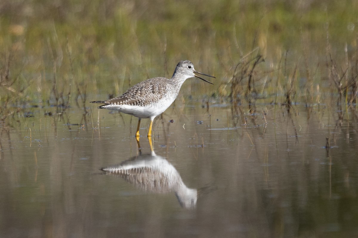 Greater Yellowlegs - Tiffany Blasingame