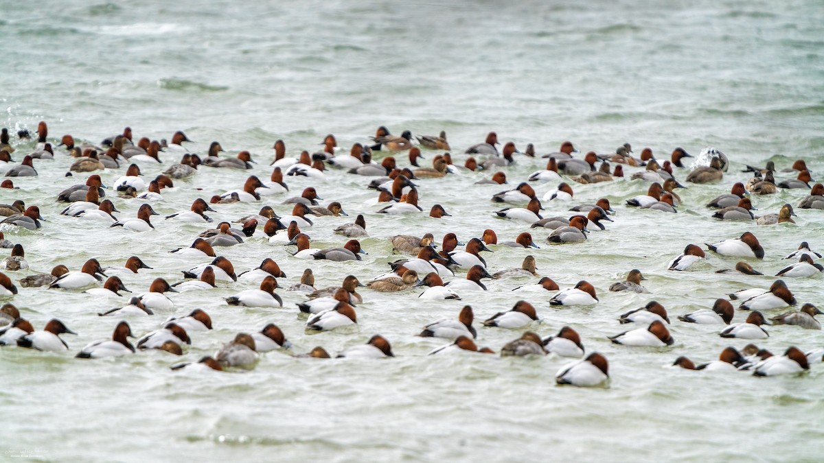 Canvasback - James Johnston