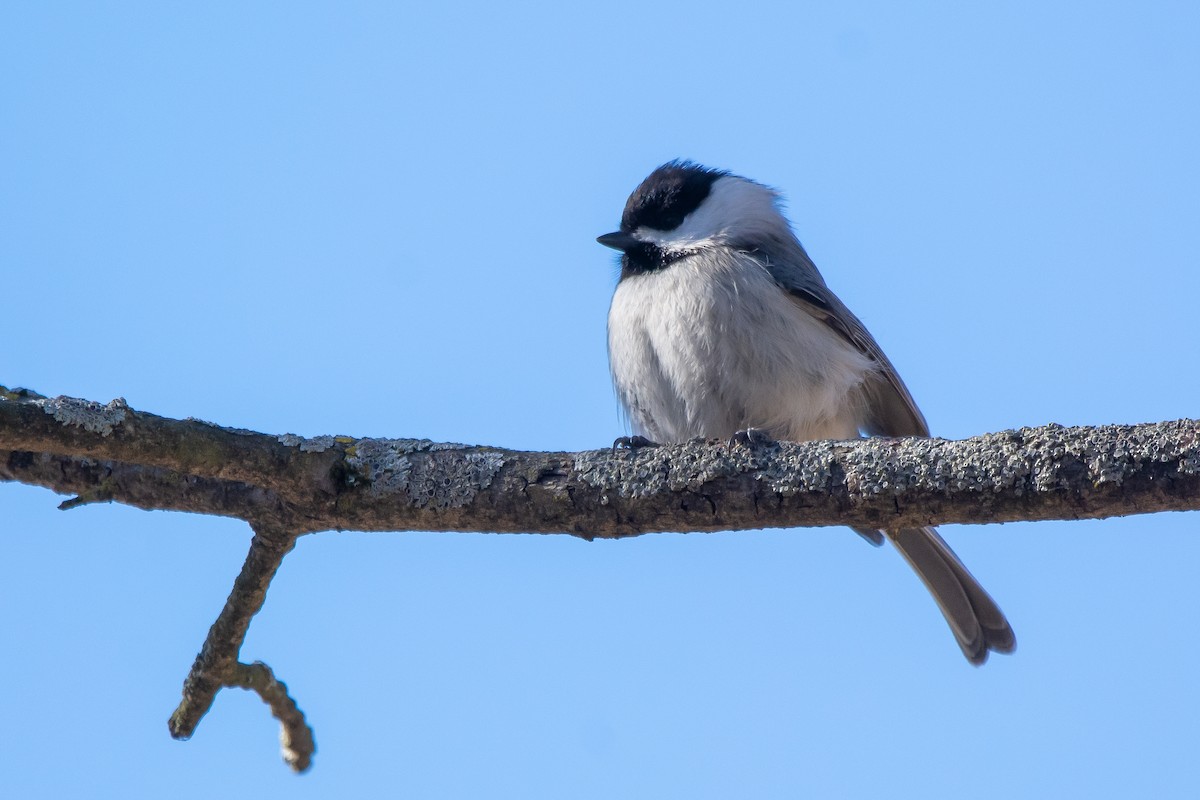 Carolina Chickadee - ML314270101