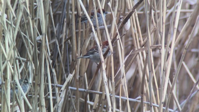 Russet Sparrow - ML314270581