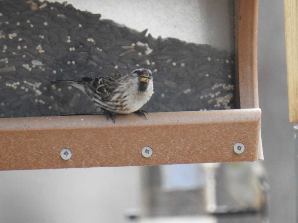 Common Redpoll - ML314271221