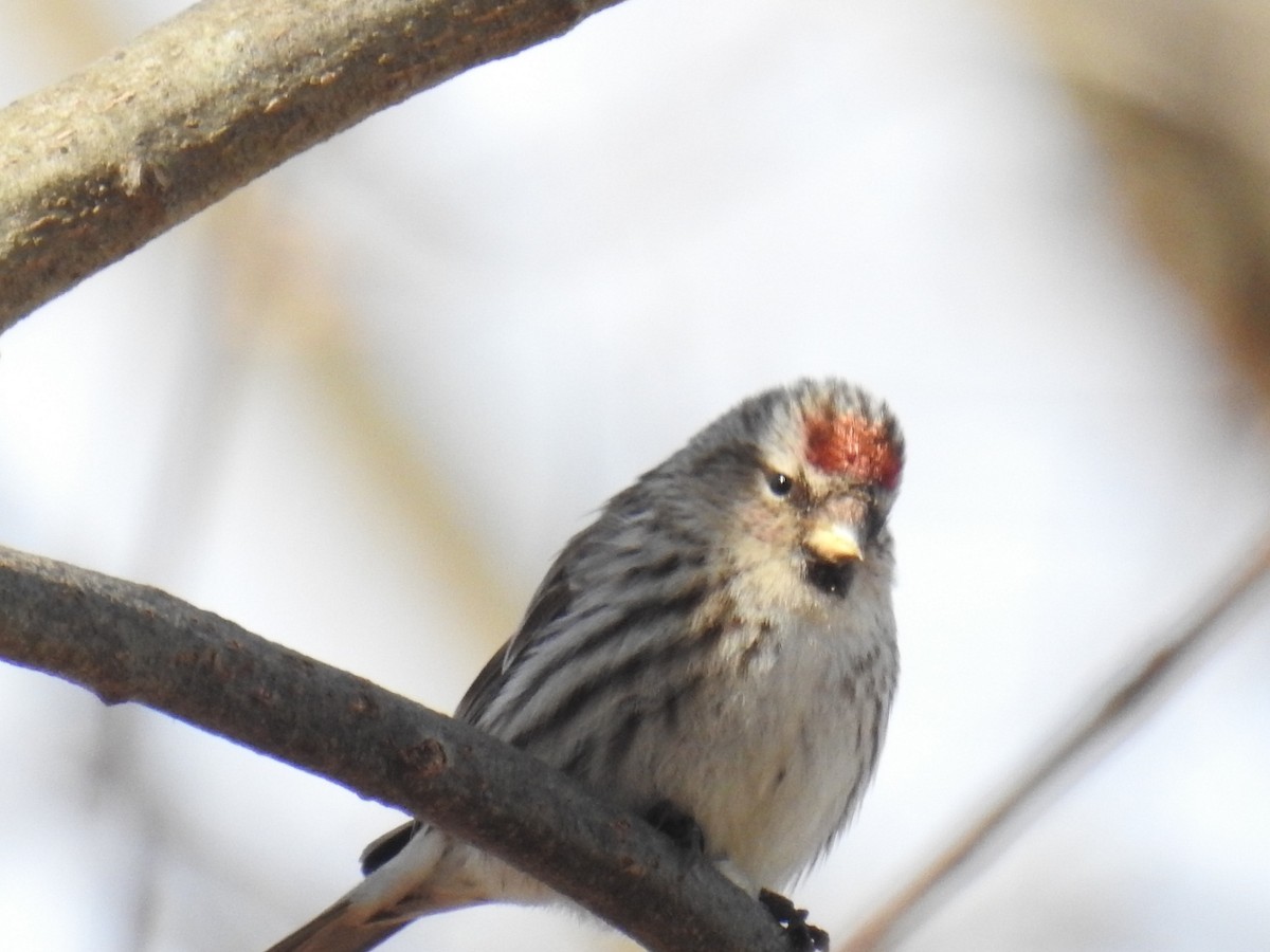 Common Redpoll - ML314271231