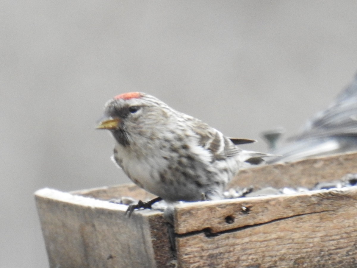 Common Redpoll - ML314271261