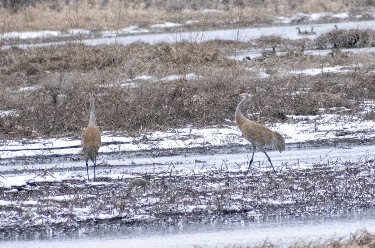 Sandhill Crane - ML314271901