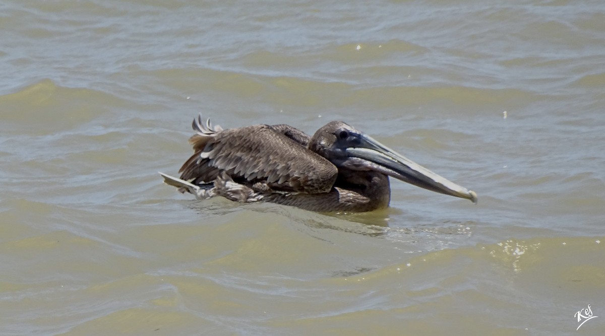 Brown Pelican - ML314275441