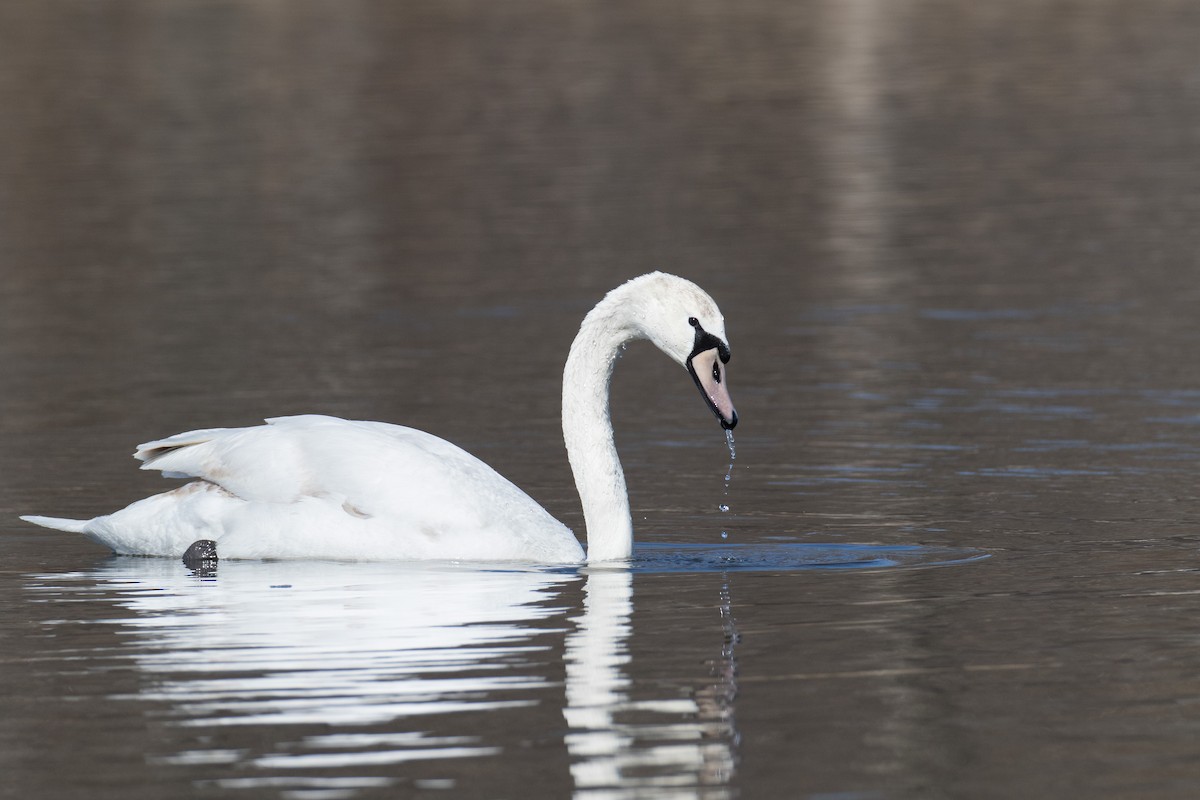 Mute Swan - John Jackson