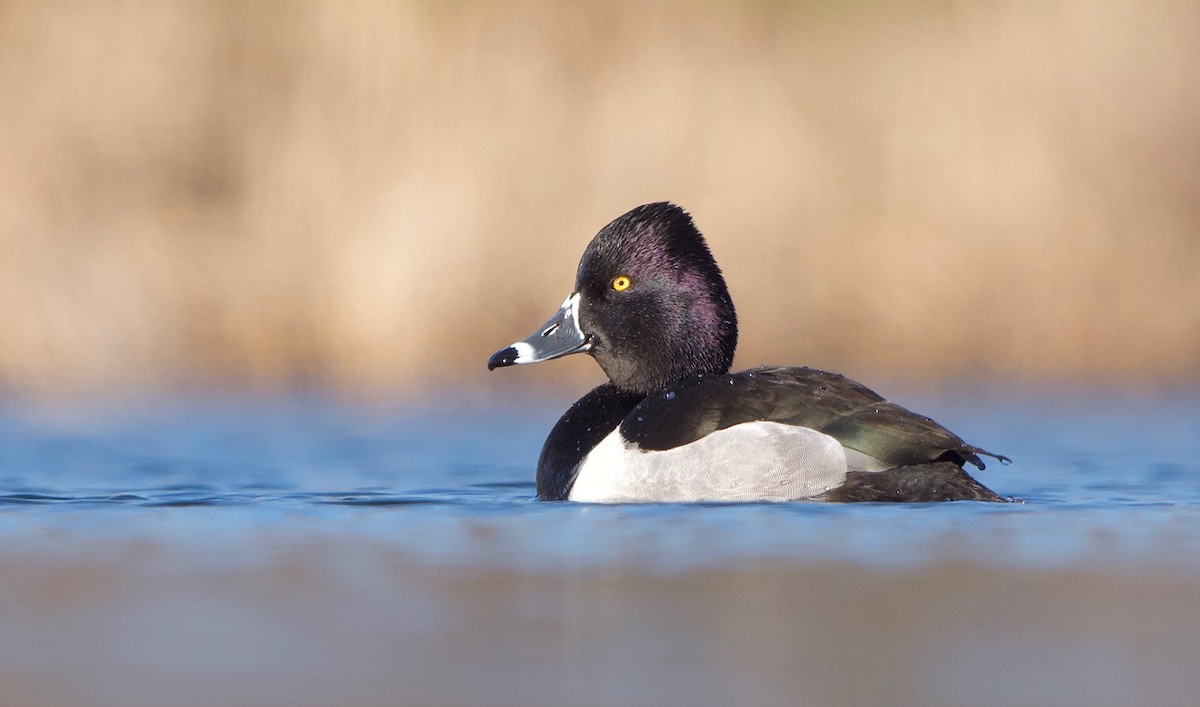 Ring-necked Duck - ML314276771