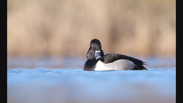 Ring-necked Duck - ML314276801