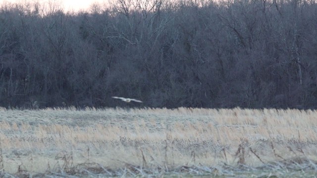 Short-eared Owl (Northern) - ML314277061