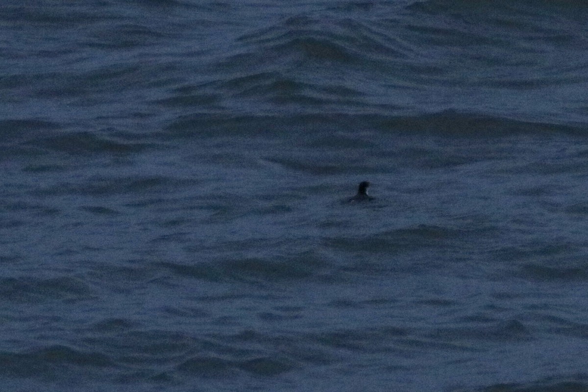 Ancient Murrelet - ML314277421