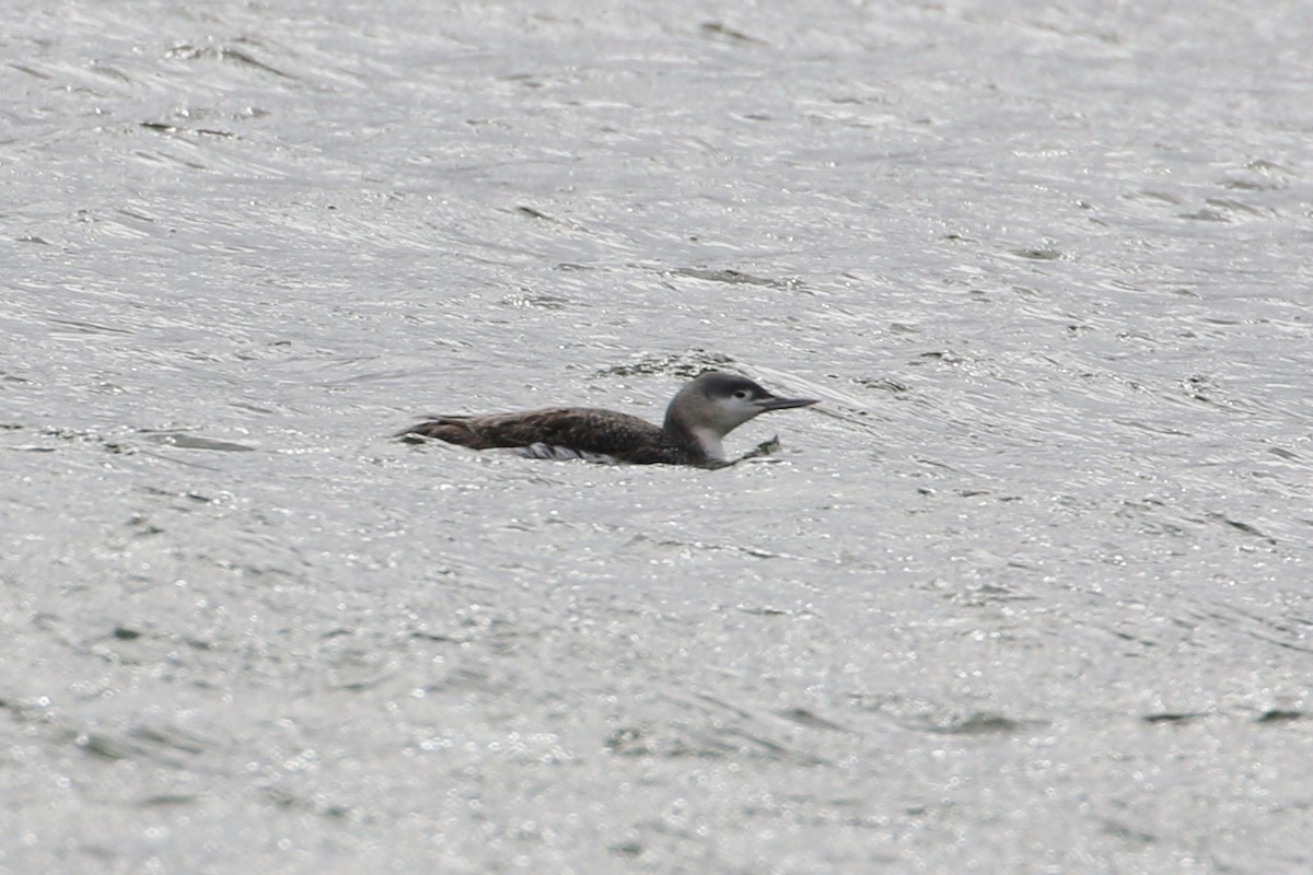 Red-throated Loon - ML314279461