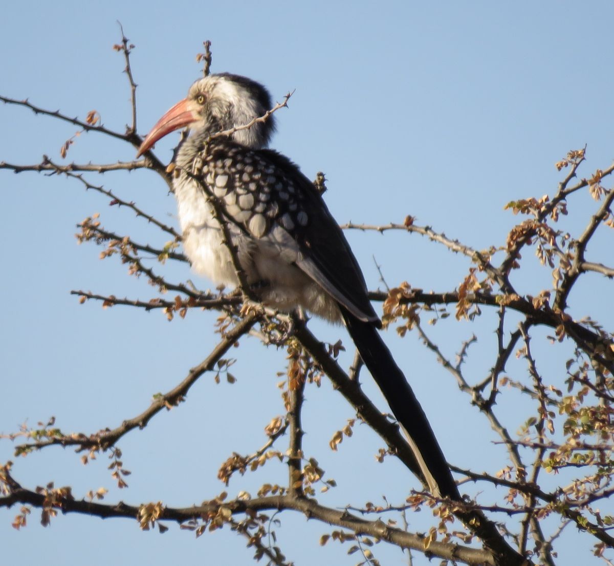 Southern Red-billed Hornbill - ML31428001