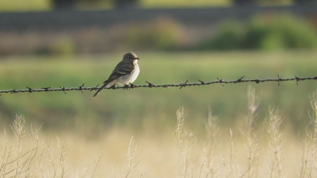 Gray Flycatcher - ML314283711