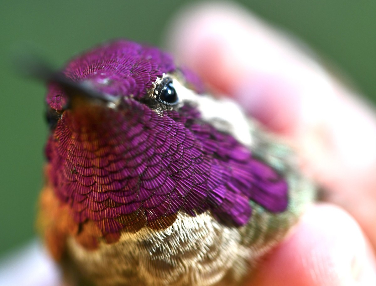 Anna's Hummingbird - ML314284091