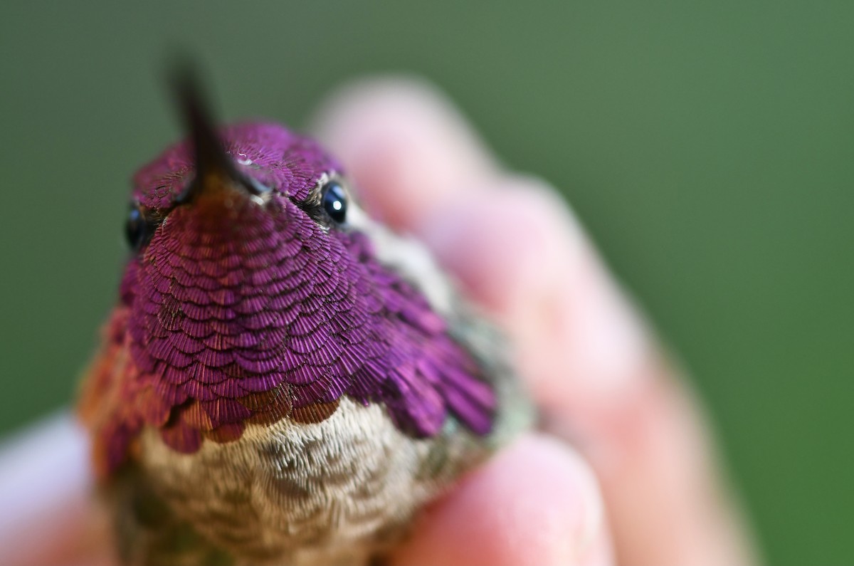Anna's Hummingbird - ML314284111