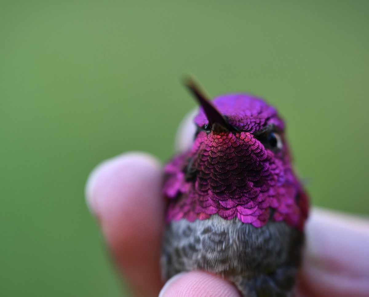 Anna's Hummingbird - ML314284121