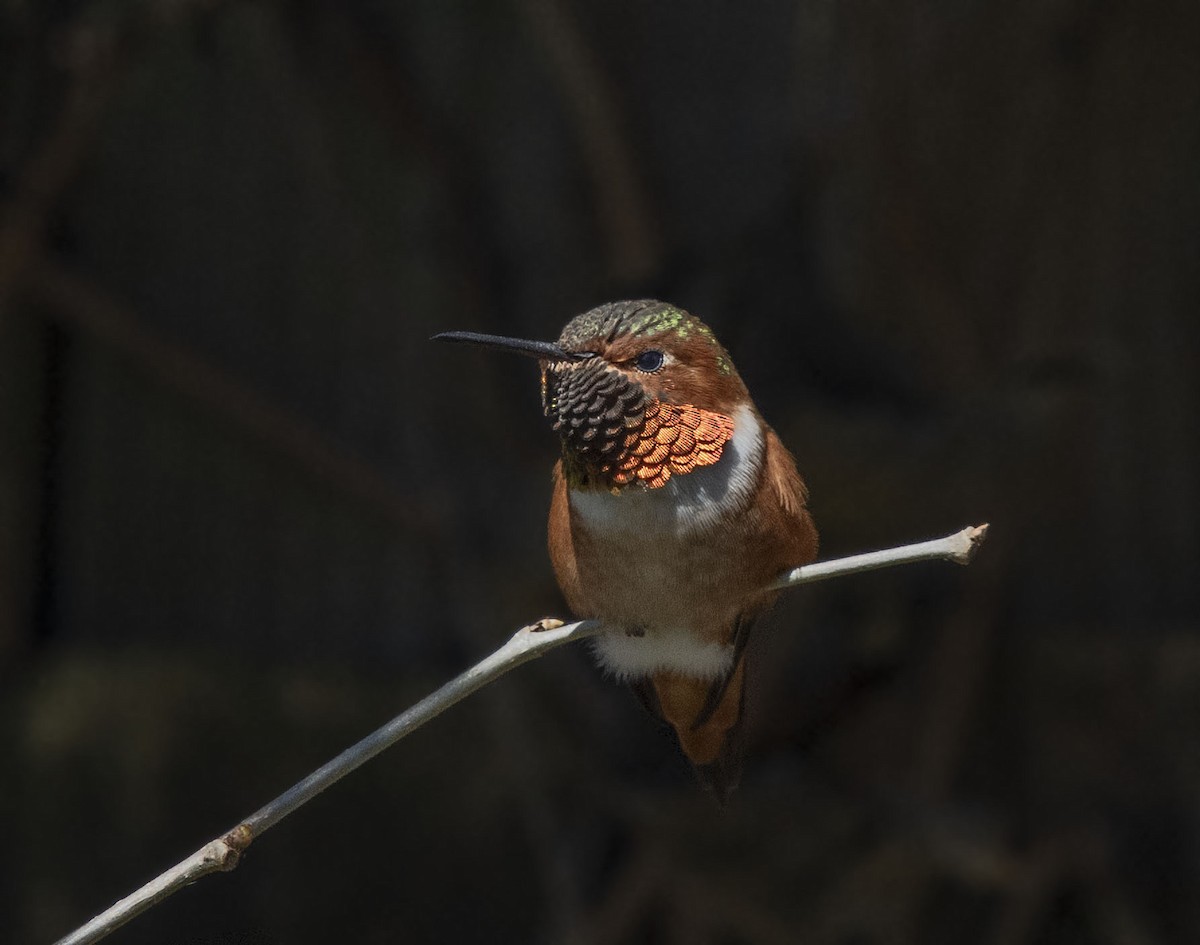 Allen's Hummingbird - ML314285261