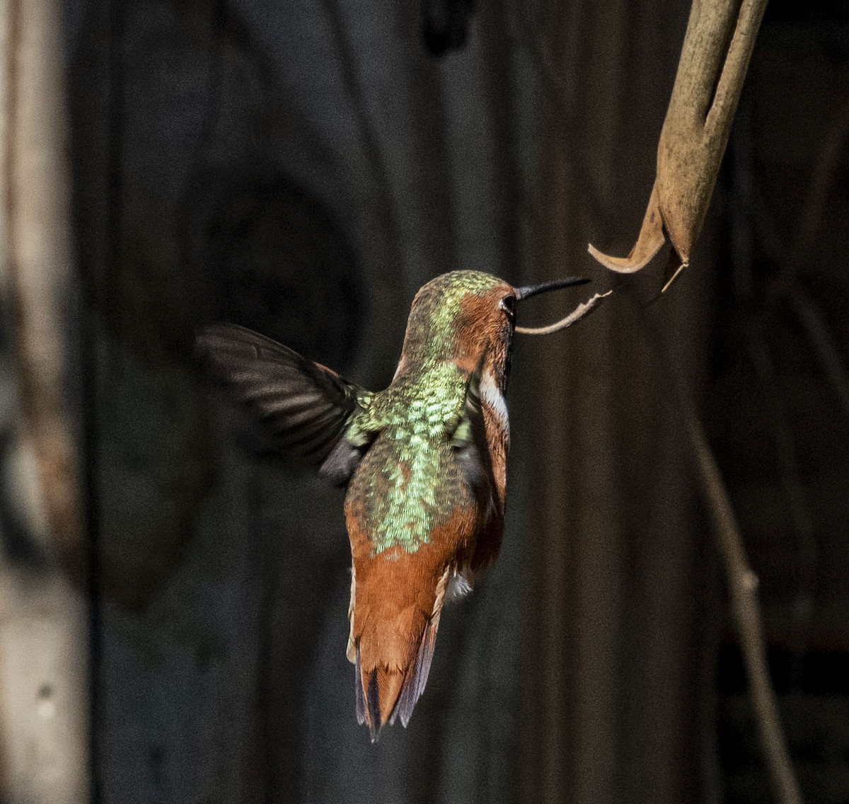 Allen's Hummingbird - ML314285291