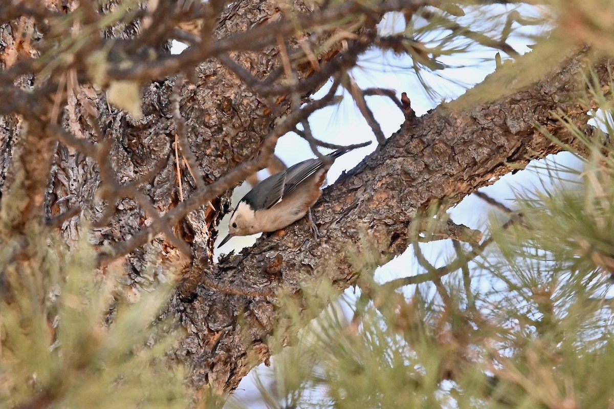 White-breasted Nuthatch - ML314285471