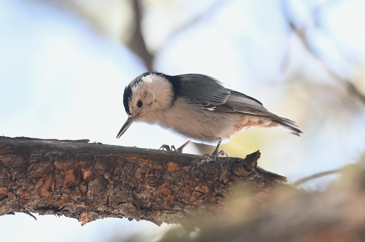 White-breasted Nuthatch - ML314285831