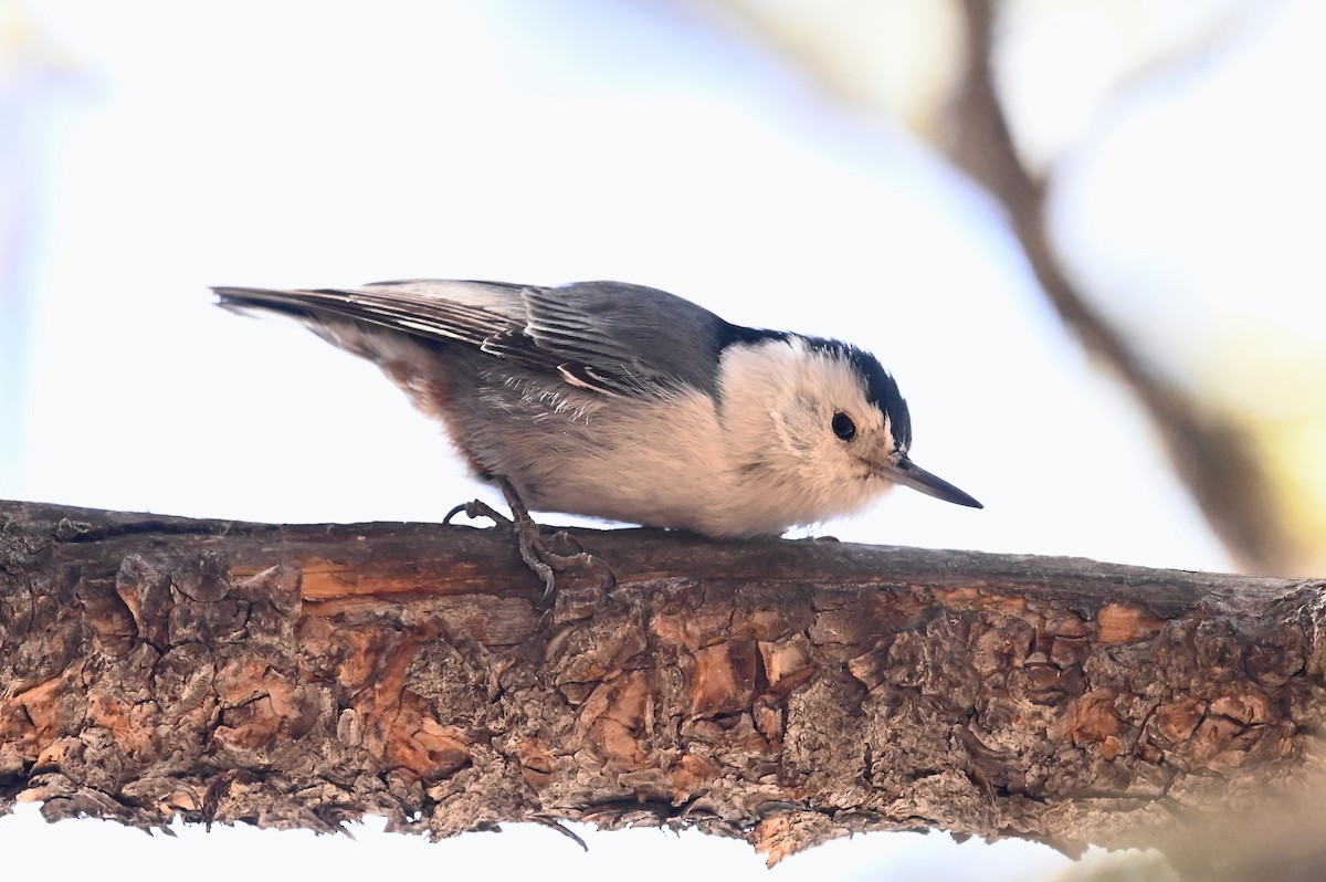 White-breasted Nuthatch - ML314285841