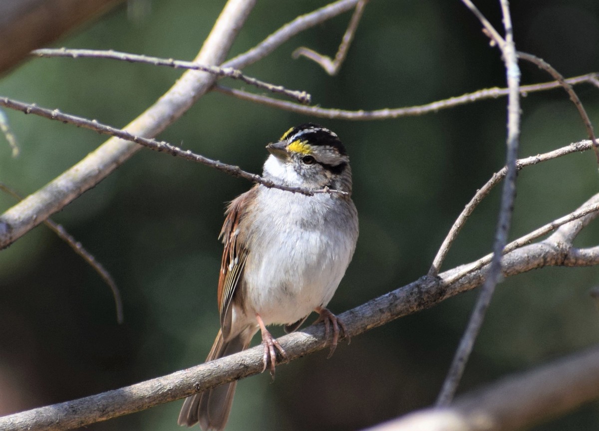 White-throated Sparrow - ML314286831