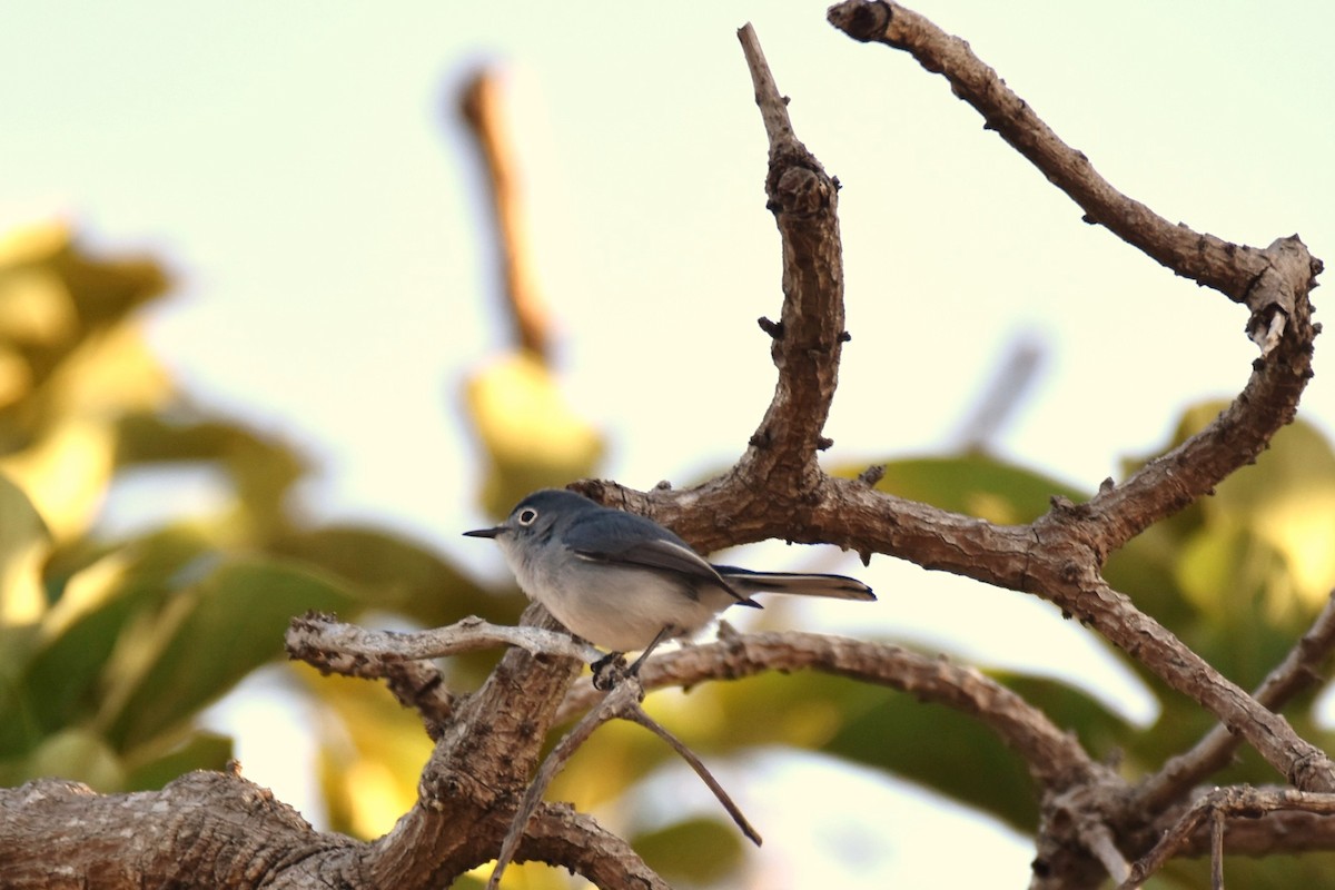 Blue-gray Gnatcatcher - ML314287361