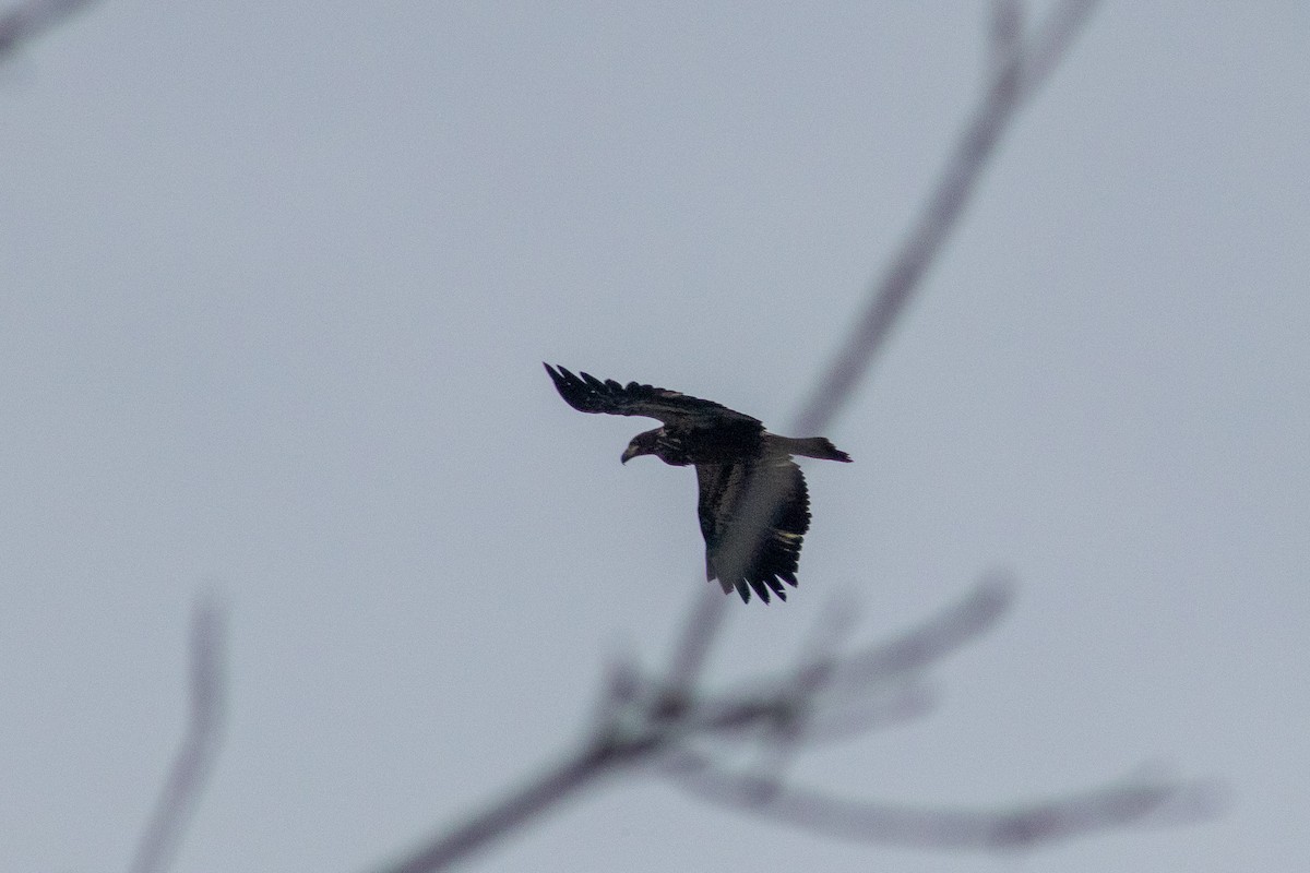 Bald Eagle - ML314288181