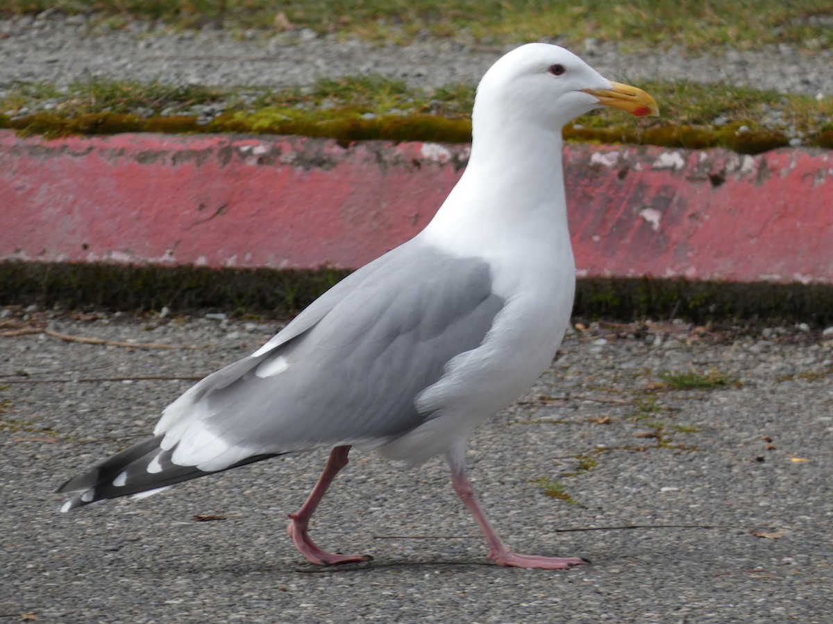 Western x Glaucous-winged Gull (hybrid) - ML314288341