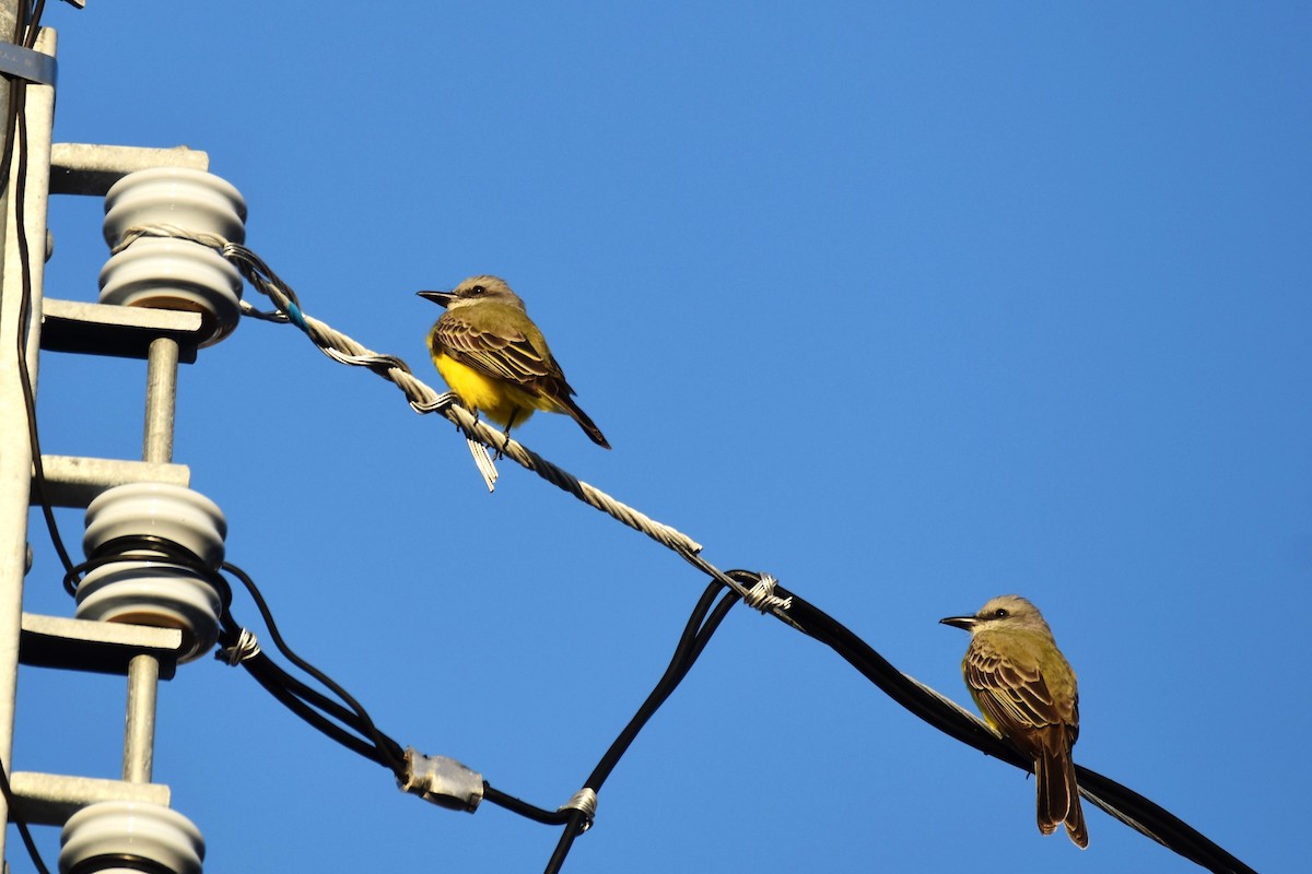 Tropical Kingbird - irina shulgina