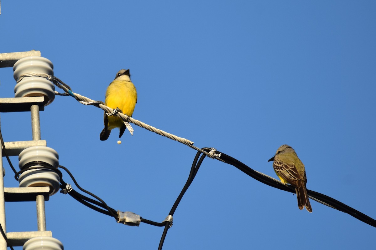 Tropical Kingbird - irina shulgina