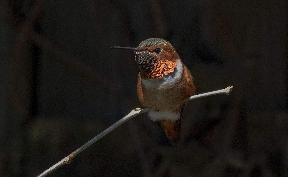 Allen's Hummingbird - ML314289171