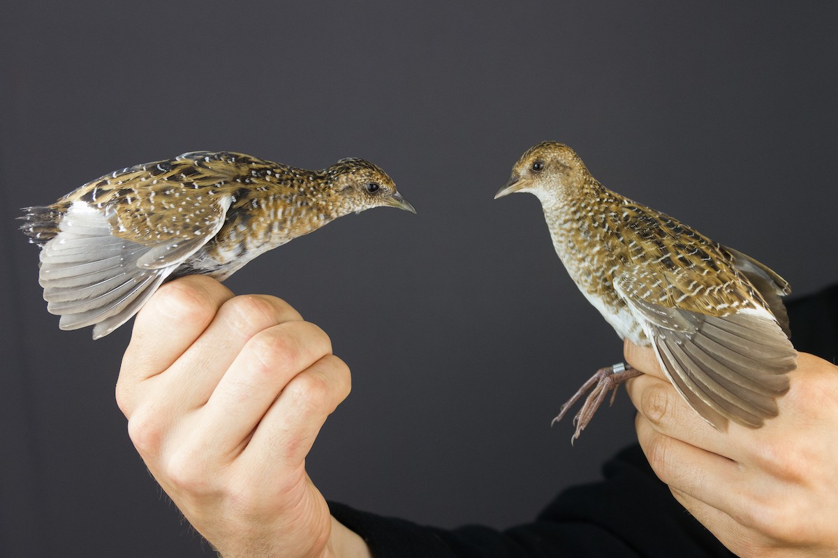 Swinhoe's Rail - ML31429031