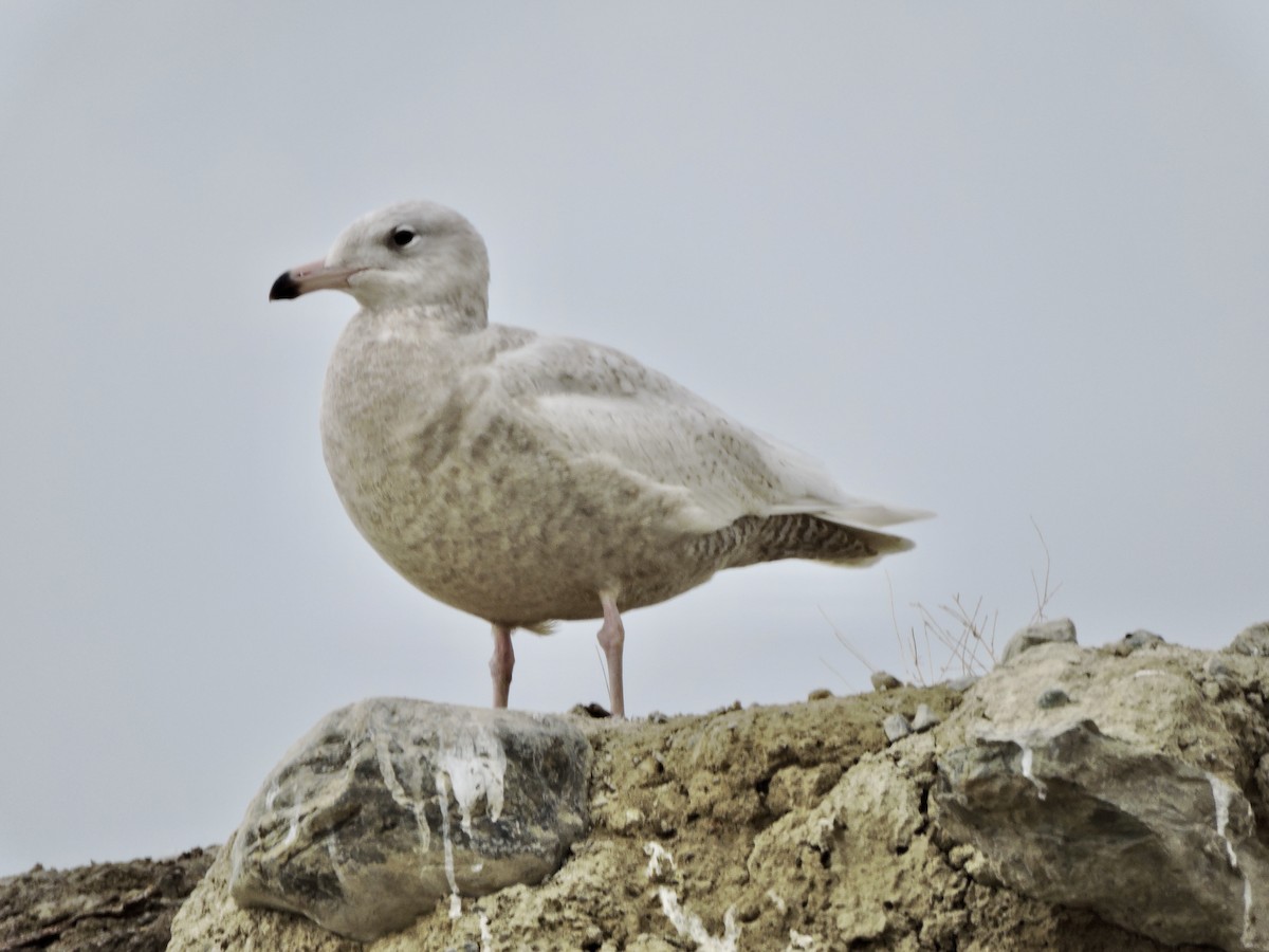 Glaucous Gull - ML314291471