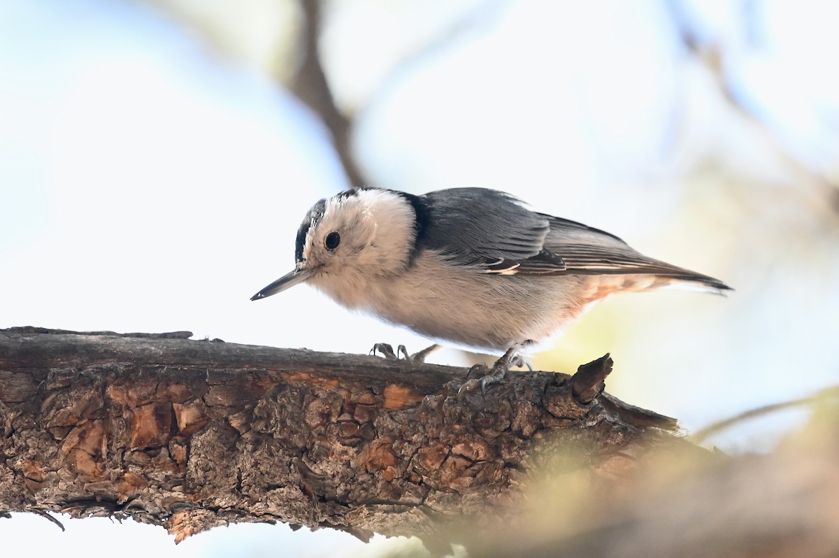 White-breasted Nuthatch - ML314291531