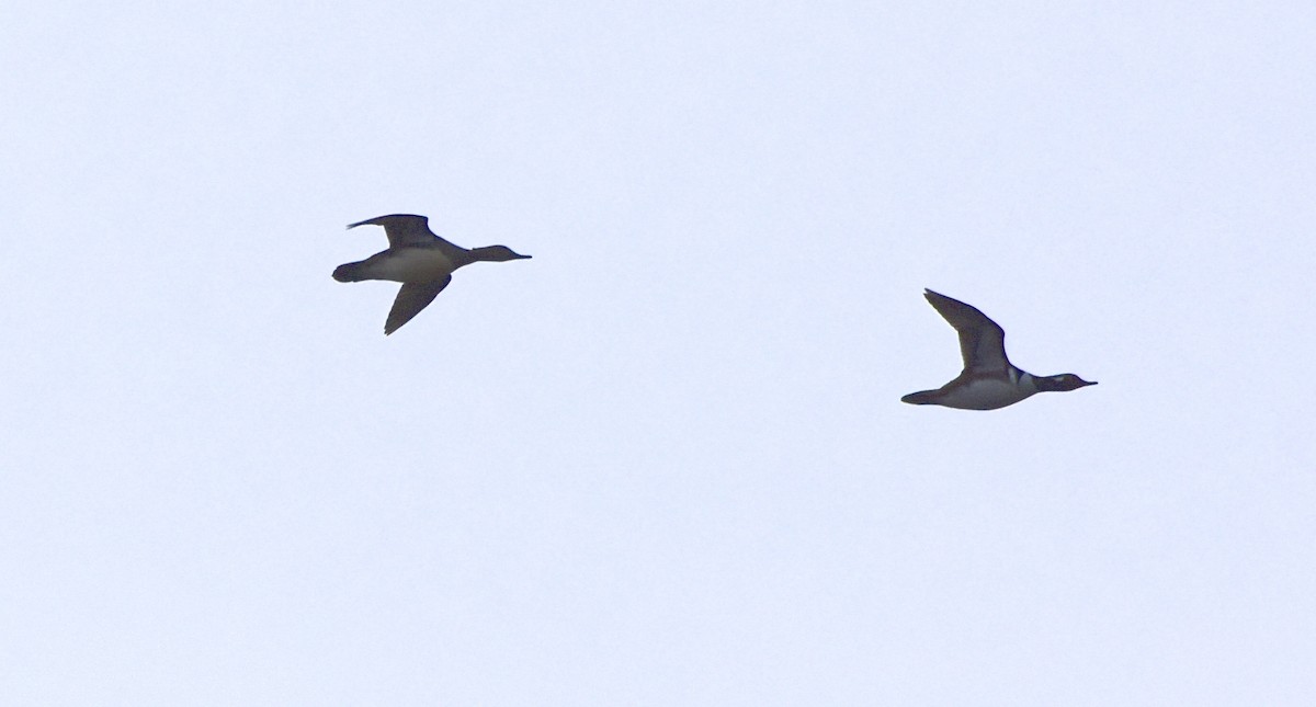 Hooded Merganser - ML314291741