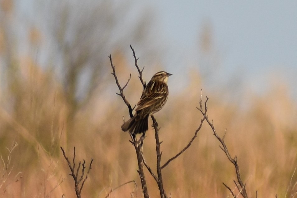 Red-winged Blackbird - ML314292021