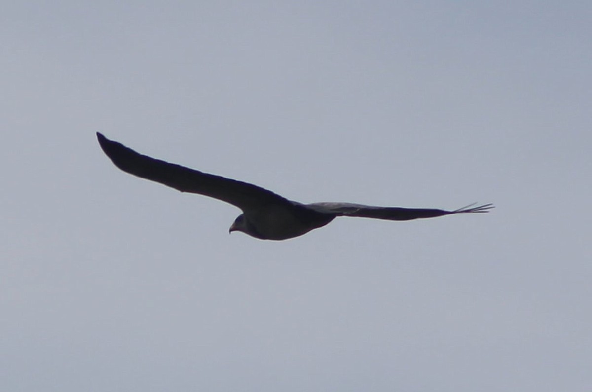 Black-chested Buzzard-Eagle - ML314292521