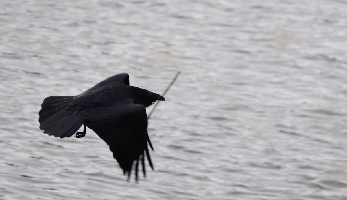 Common Raven - ML314292541