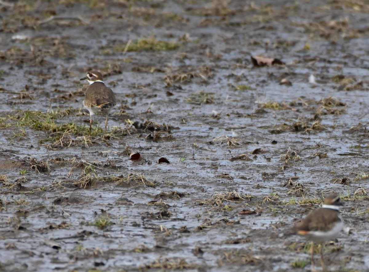 Killdeer - ML314294411