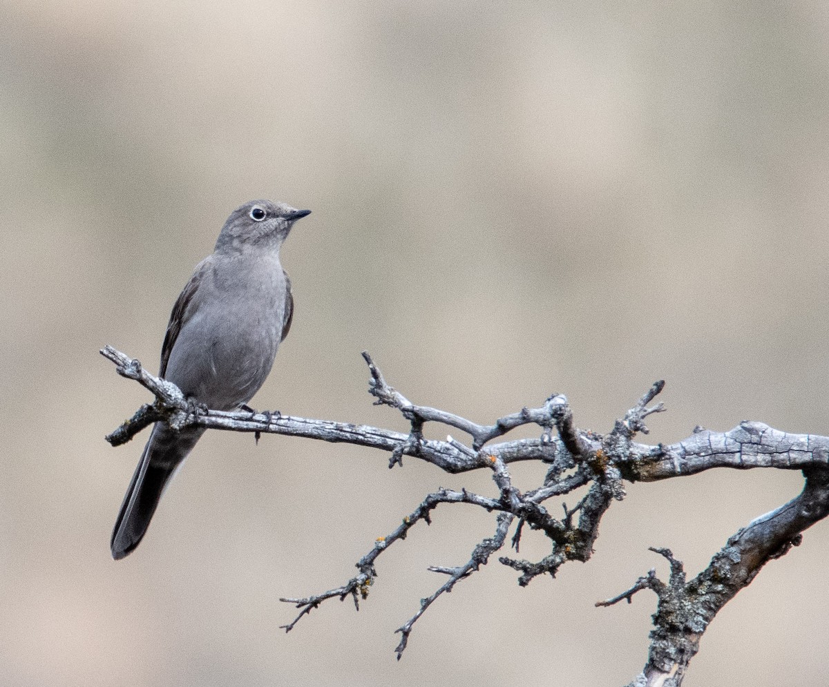 Townsend's Solitaire - ML314294691