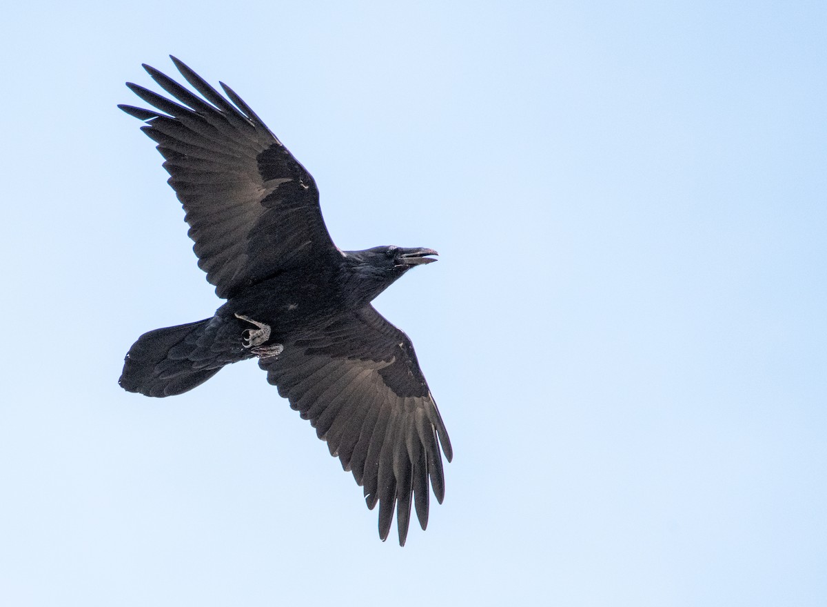 Common Raven - ML314294791