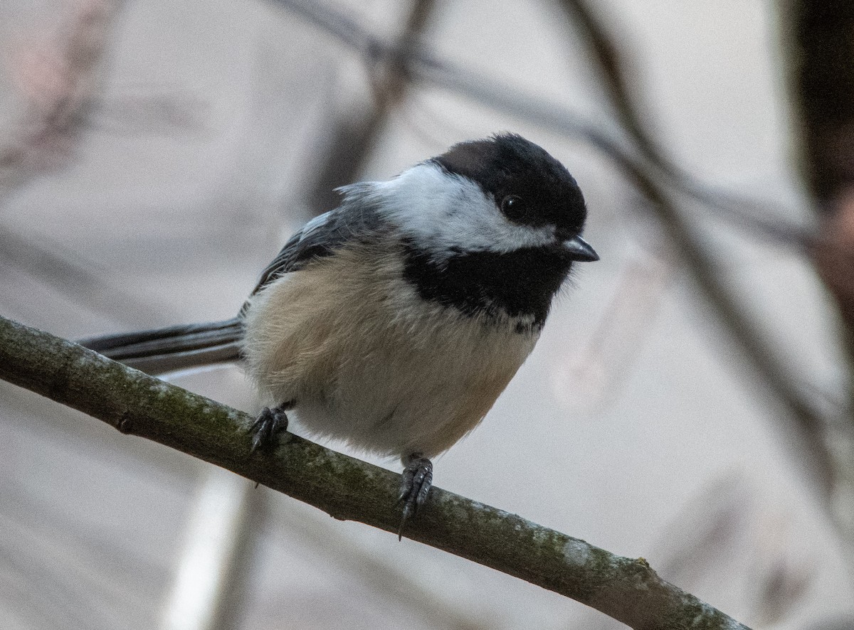 Black-capped Chickadee - ML314294891