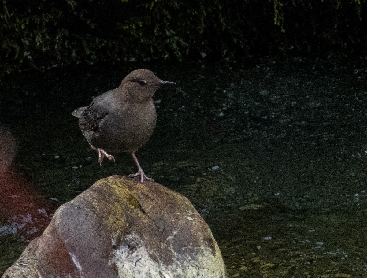 American Dipper - ML314294961