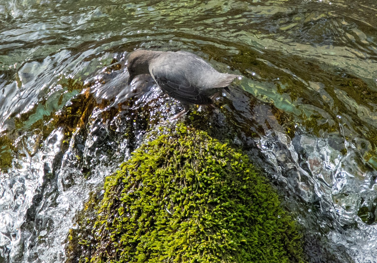 American Dipper - ML314294981