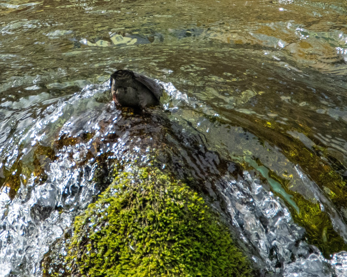 American Dipper - ML314295001