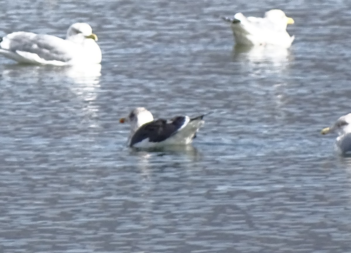 Lesser Black-backed Gull - ML314295231