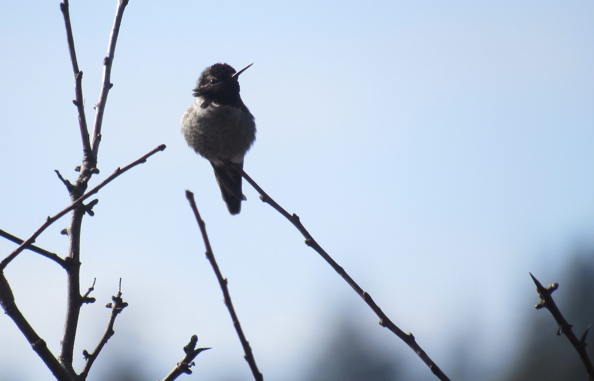 Anna's Hummingbird - ML314295241