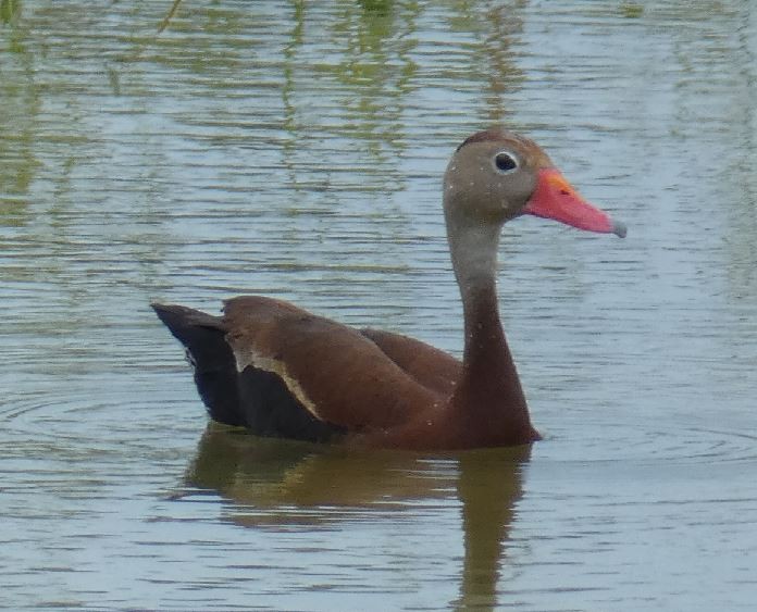 Black-bellied Whistling-Duck - ML314295361